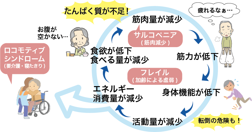 たんぱく質不足により筋肉量が減少するとサルコペニア・フレイルの悪循環に